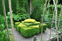 Box topiary