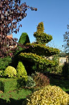 Beech spiral topiary