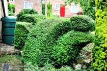 Clipped yew topiary