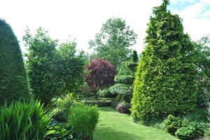 Clipped trees and shrubs