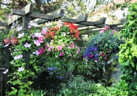 Hanging baskets