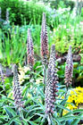 Digitalis ferruginea