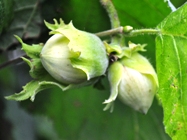 Hazel nuts