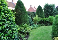 Leylandii