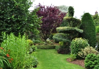 Beech topiary