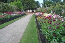 Dahlias at Newby Hall