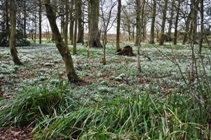 Snowdrops at Burton Agnes