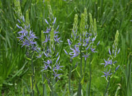 Yorkshire Arboretum