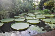 Royal botanic gardens Edinburgh