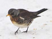 Fieldfare