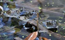 Frogs in pond