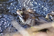 Frogspawn