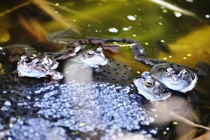 Frogspawn