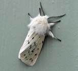 Muslin moth