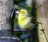 Siskin