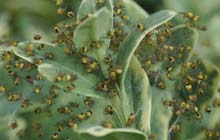 Spiders' nest