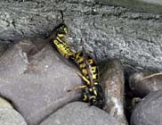 Queen wasp