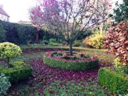 Autumn leaves