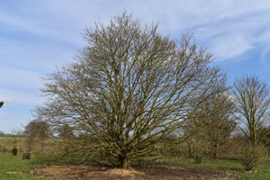 Castle Howard Arboretum