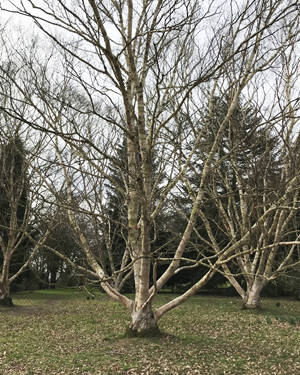 Betula ermanii