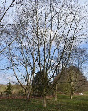 Monarch birch
