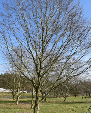Hornbeam