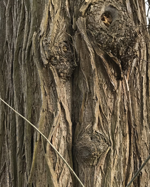 Sweet chestnut