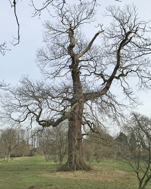 Sweet chestnut