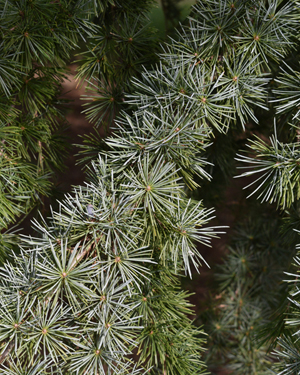 Cedrus x tesi
