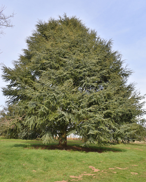 Cedrus x tesi