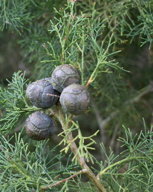 Cypress cones