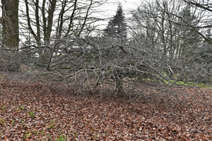 Horizontal beech