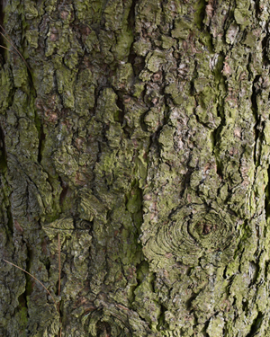 Pinus jeffreyi