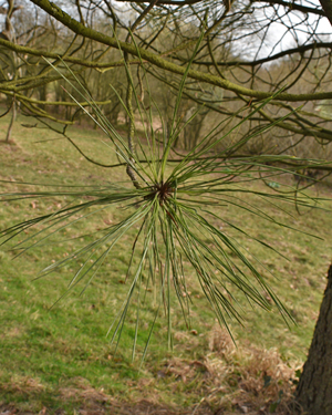 pinus jeffreyi