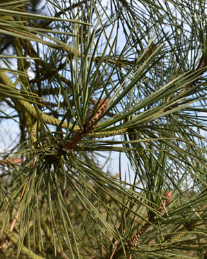 Pinus pinaster