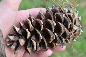 Limber pine cone