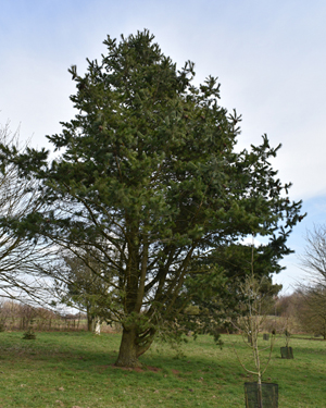 Pinus reflexa