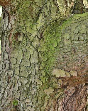 Pinus stylesii