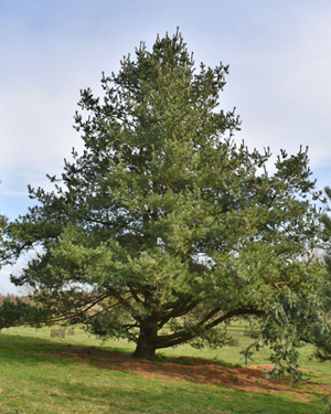 Pinus stylesii