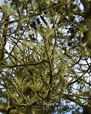 Japanese black pine