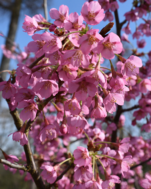 Prunus kursar
