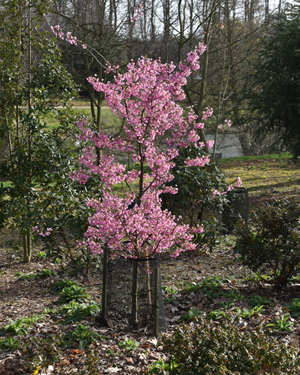 Prunus kursar