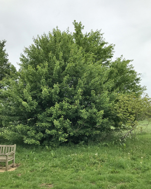 Field maple