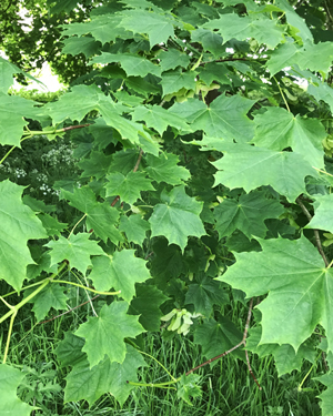 Norway maple