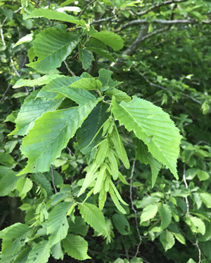Hornbeam
