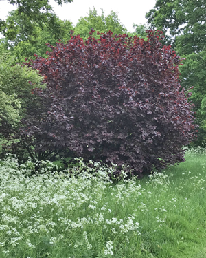 Purple leaved filbert
