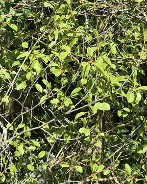 Spindle