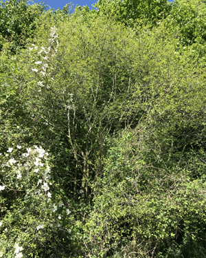 Spindle