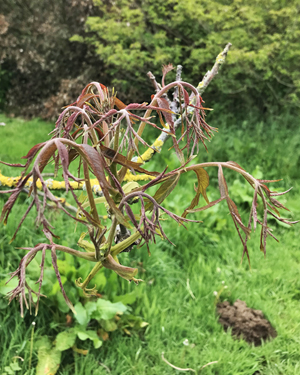 Cut leaved walnut