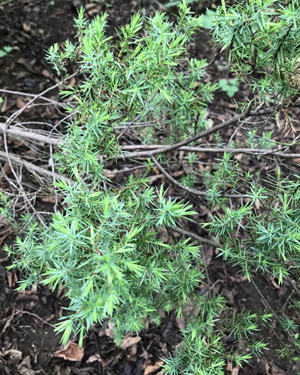 Juniper